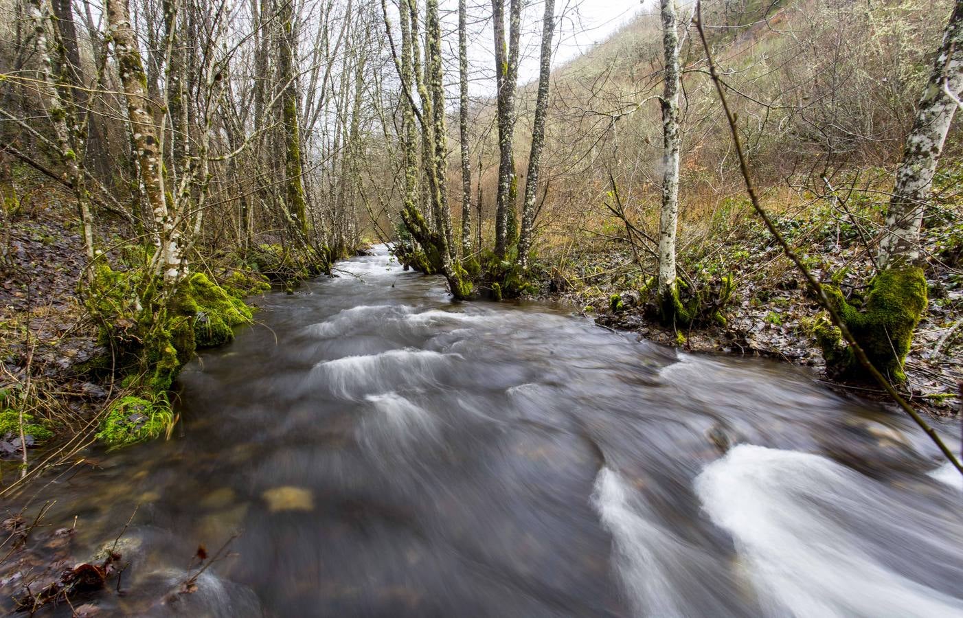 Osos y lobos, musgos y líquenes en una montaña mágica, reserva de la Biosfera, que invita a degustar su secreto profundo