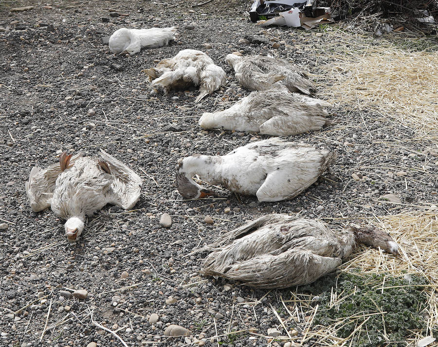Fotos: Los bárbaros se ceban con las ocas de Miguelin
