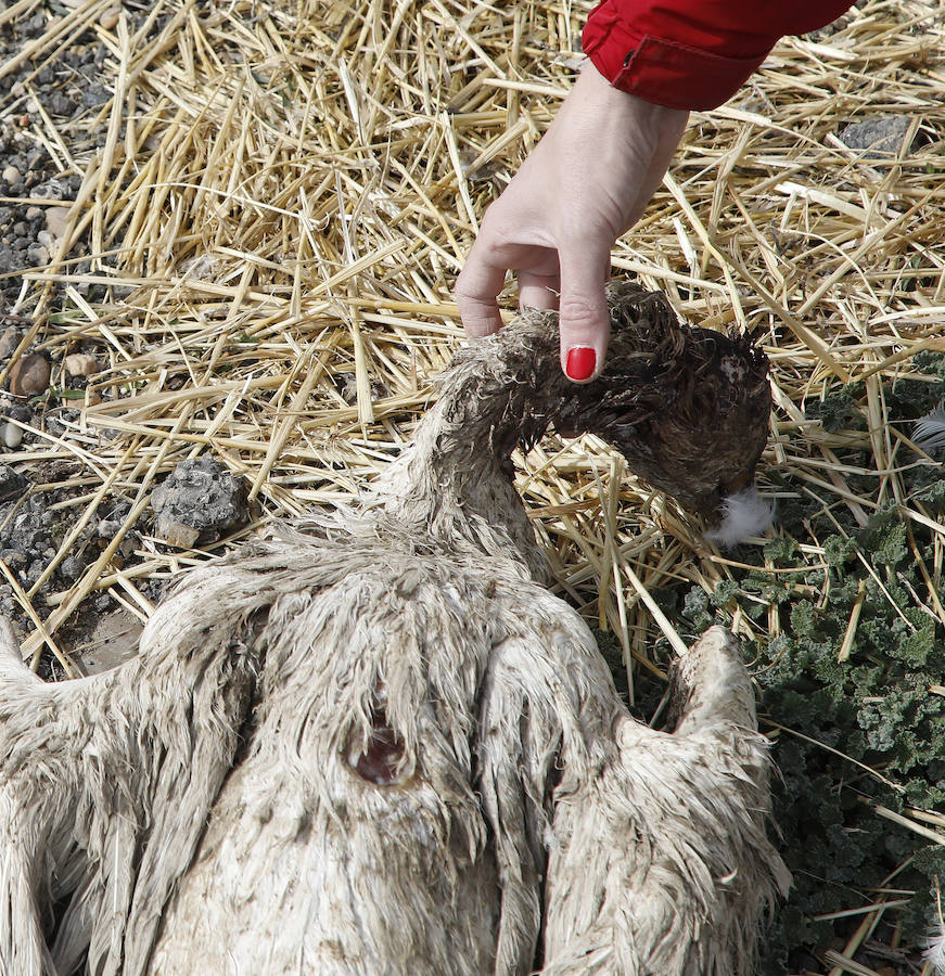 Fotos: Los bárbaros se ceban con las ocas de Miguelin