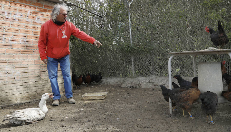 Fotos: Los bárbaros se ceban con las ocas de Miguelin