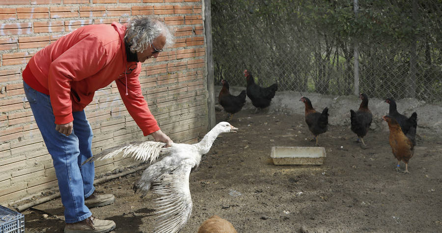 Fotos: Los bárbaros se ceban con las ocas de Miguelin
