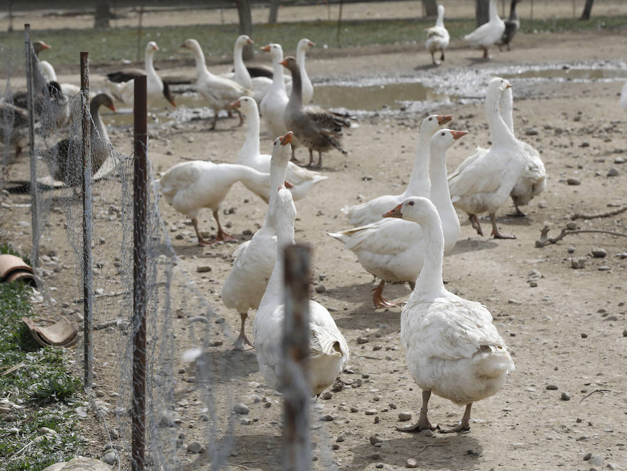 Fotos: Los bárbaros se ceban con las ocas de Miguelin