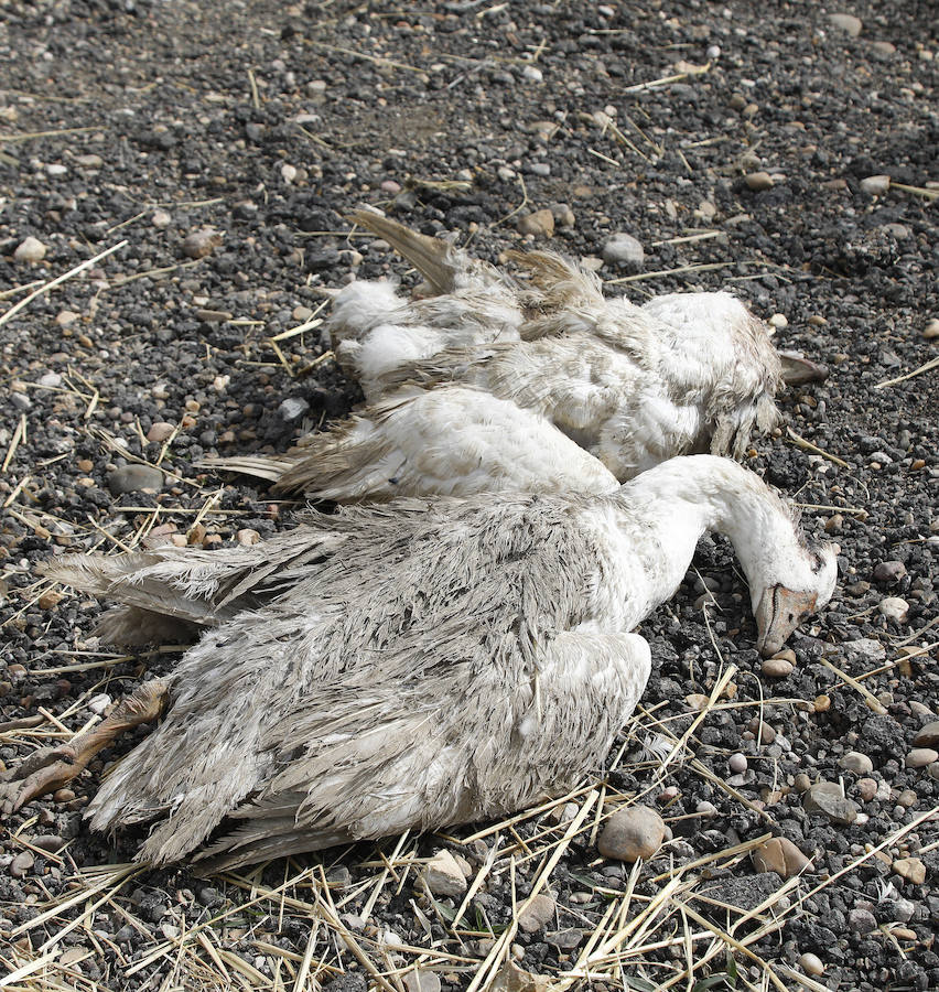 Fotos: Los bárbaros se ceban con las ocas de Miguelin