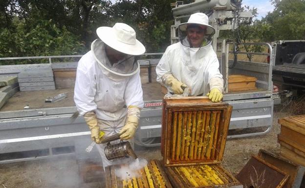 El apiculturor palentino Franscico Salvador, a la izquierda, trabaja con sus colmenas, de las que saca la miel Brezos del Norte. 