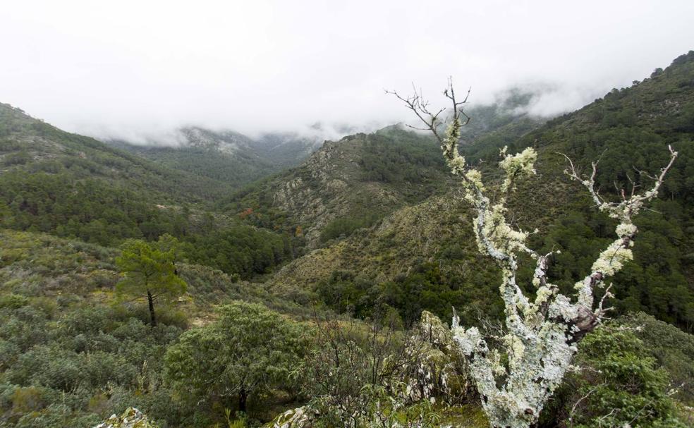 Biosfera. Líquenes en Las Batuecas.