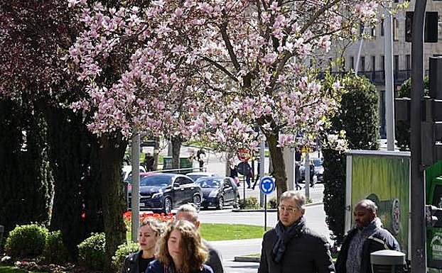 Árboles en flor en la plaza de España. 