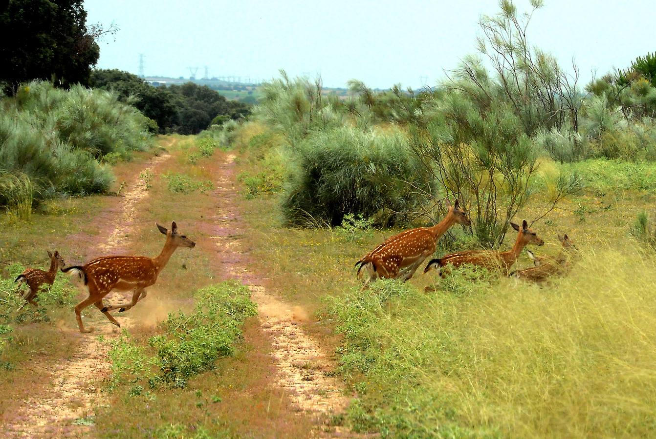 El Duero marca, entre Castronuño y Tordesillas, una deliciosa reserva natural con un catálogo de doscientas especies de aves 