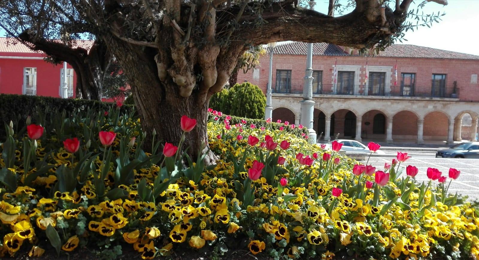 Plaza Mayor de Medina de Rioseco.