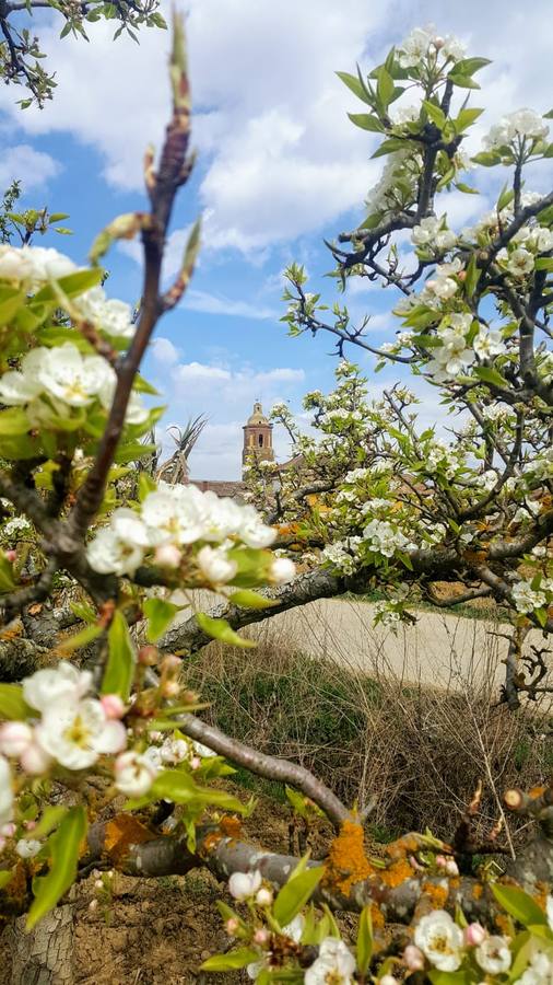 Estas son las fotos más bonitas que nos habéis enviado de la llegada de la primavera.