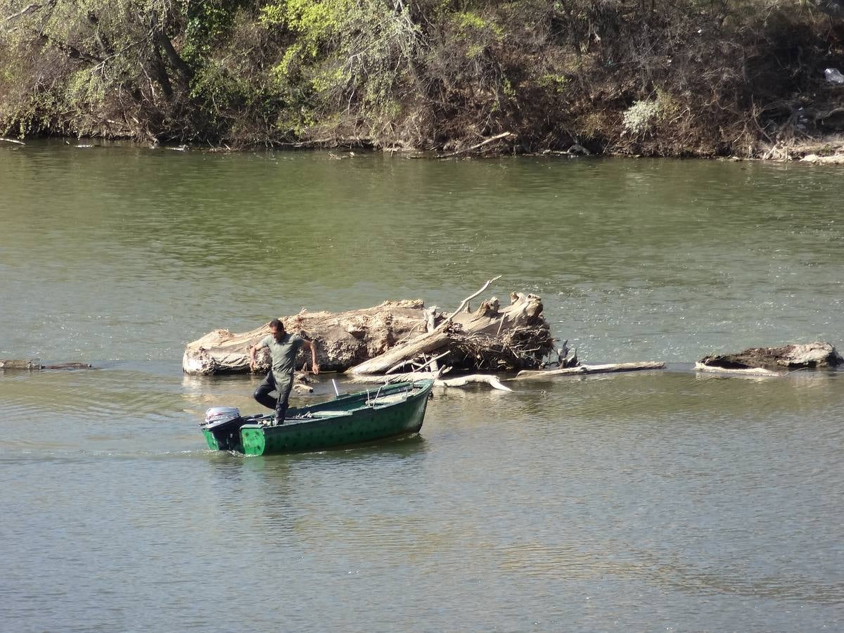 Fotos: El trabajo de los voluntarios libera de troncos los ojos del Puente Mayor de Valladolid