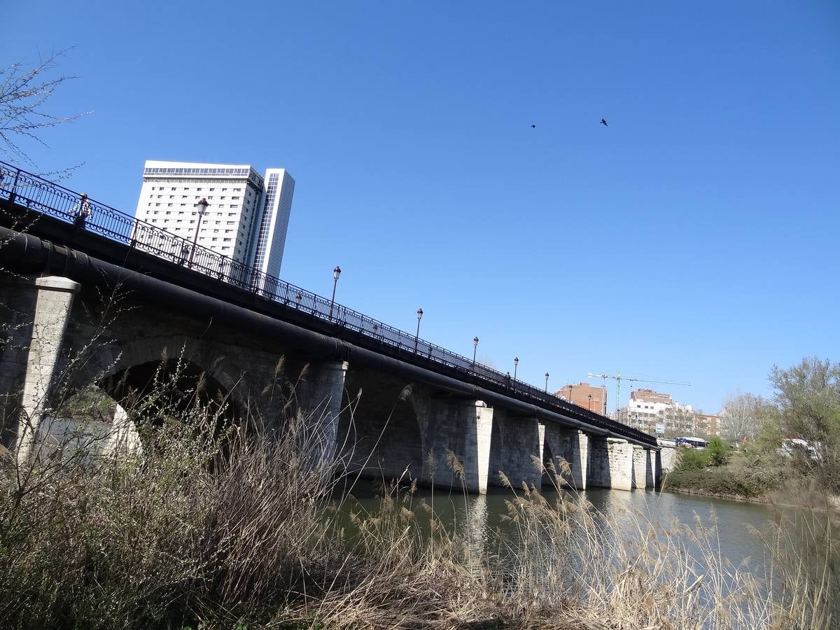 Fotos: El trabajo de los voluntarios libera de troncos los ojos del Puente Mayor de Valladolid