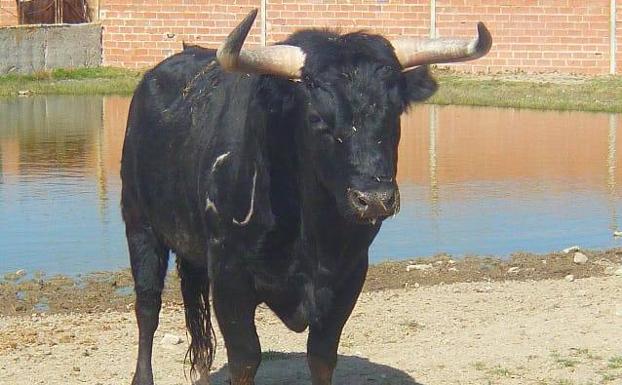 'Balandro', el Toro de Sarmiento de este año.