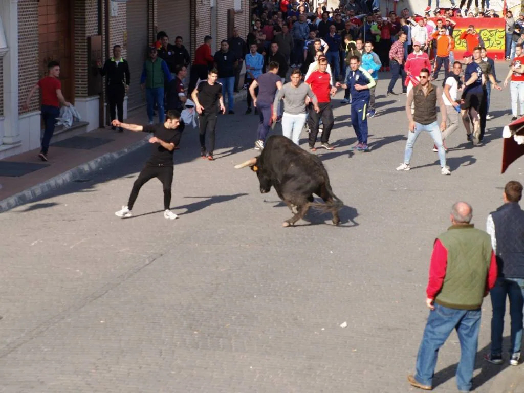 Fotos: Suelta de toros del cajón el Sábado Santo en Pedrajas de San Esteban