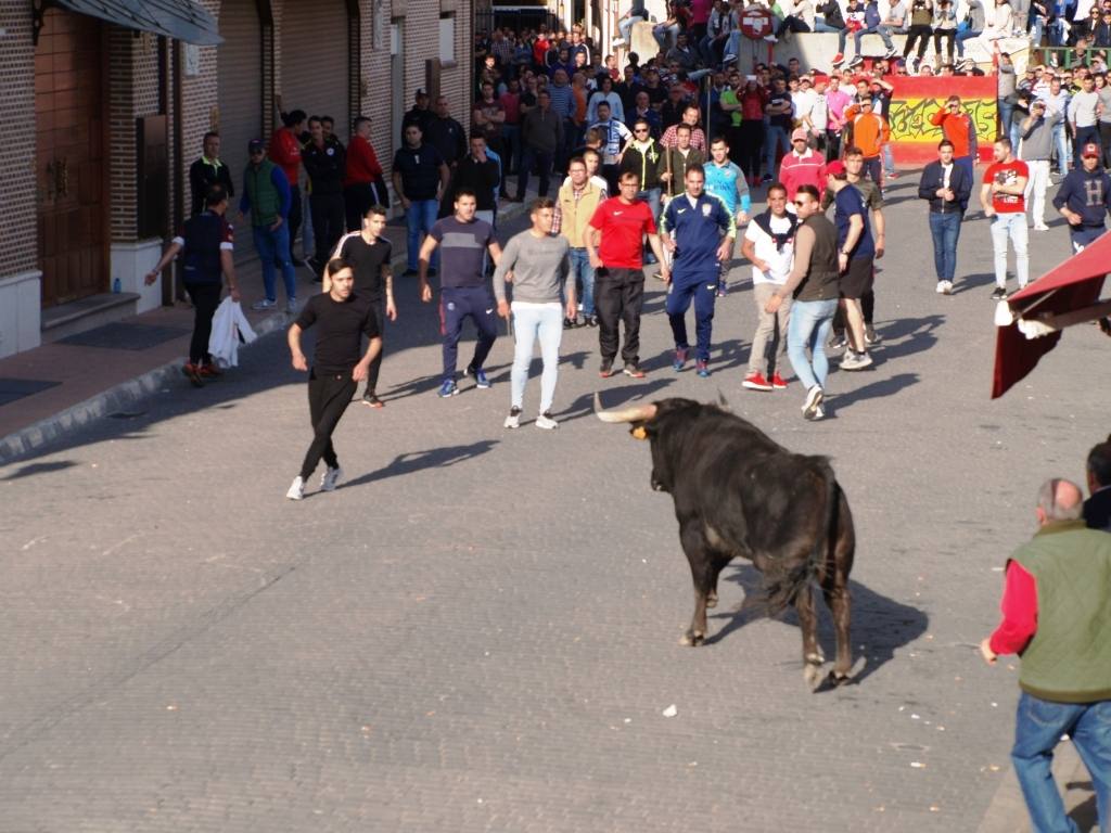 Fotos: Suelta de toros del cajón el Sábado Santo en Pedrajas de San Esteban