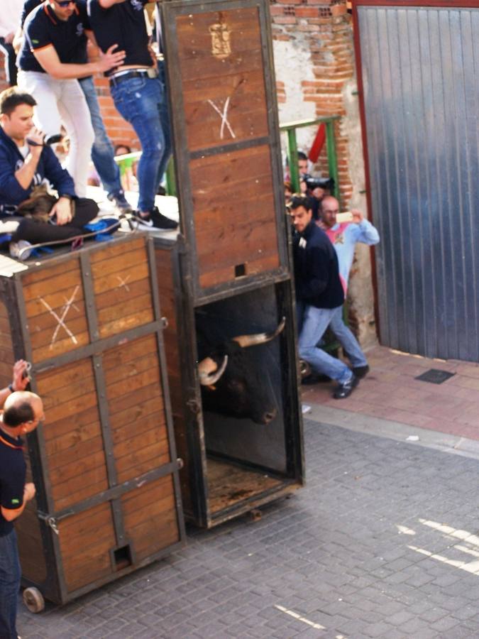 Fotos: Suelta de toros del cajón el Sábado Santo en Pedrajas de San Esteban