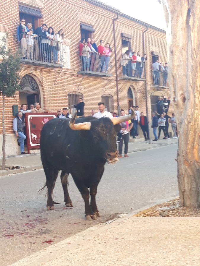 Fotos: Toro del Sarmiento en La Seca