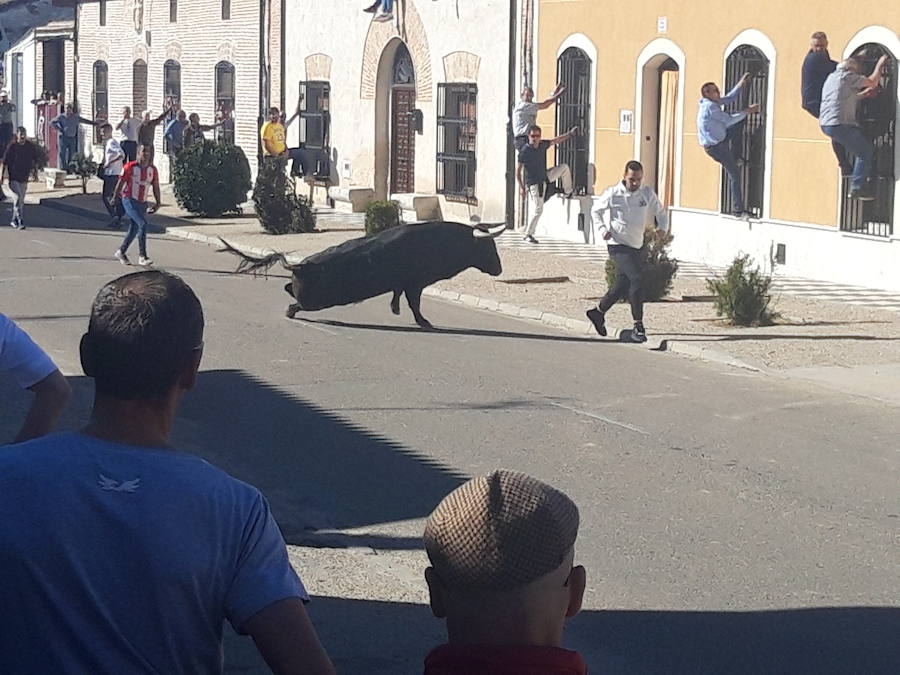 Fotos: Toro del Sarmiento en La Seca