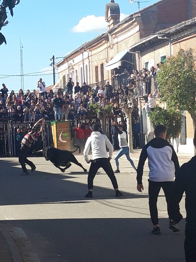 Fotos: Toro del Sarmiento en La Seca