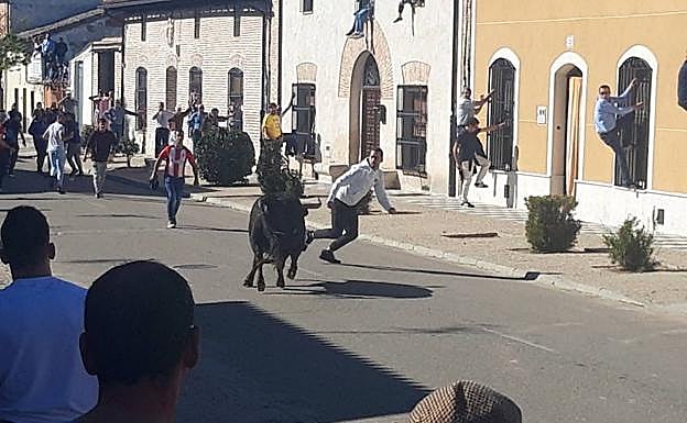Toro del Sarmiento en La Seca. 