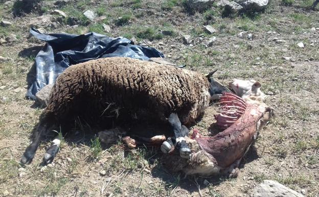 Tres ovejas y un cordero resultaron muertas tras un ataque de lobos, que hirieron gravemente a otros 14 animales. Otros tres han desaparecido. 