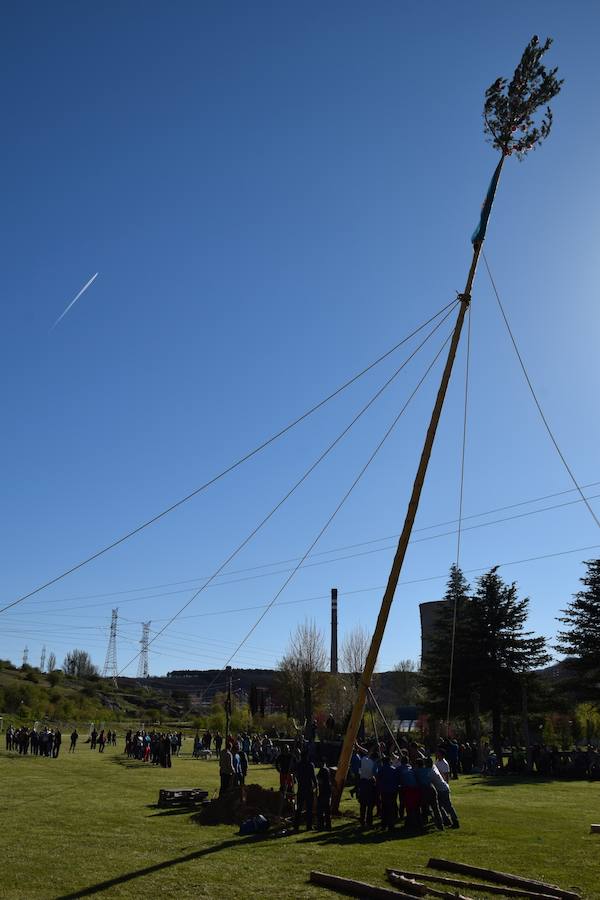 Fotos: Pinada del Mayo en Velilla del Río Carrión