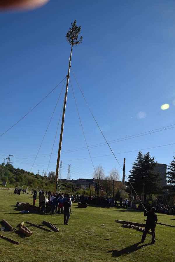 Fotos: Pinada del Mayo en Velilla del Río Carrión