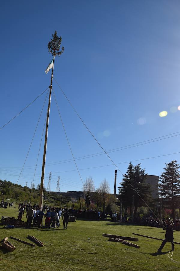Fotos: Pinada del Mayo en Velilla del Río Carrión