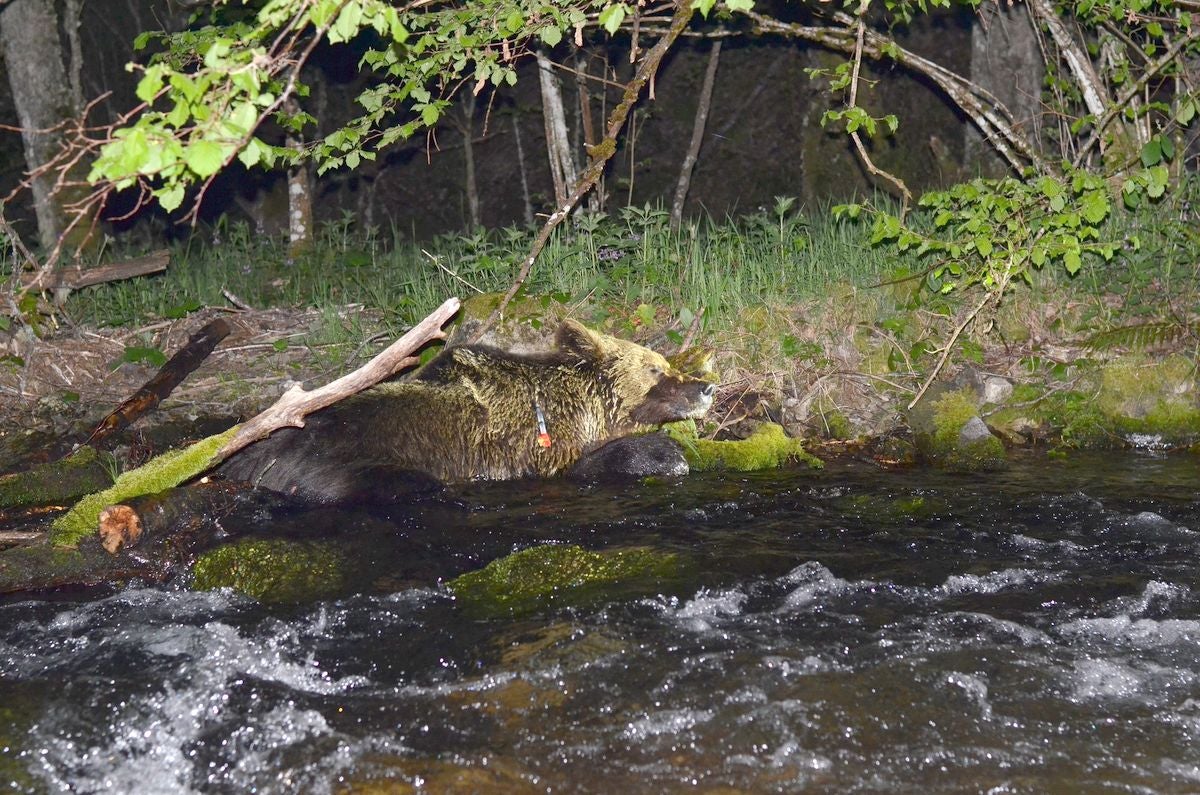 Fotos: Un oso pardo hallado en la localidad berciana de Palacios del Sil