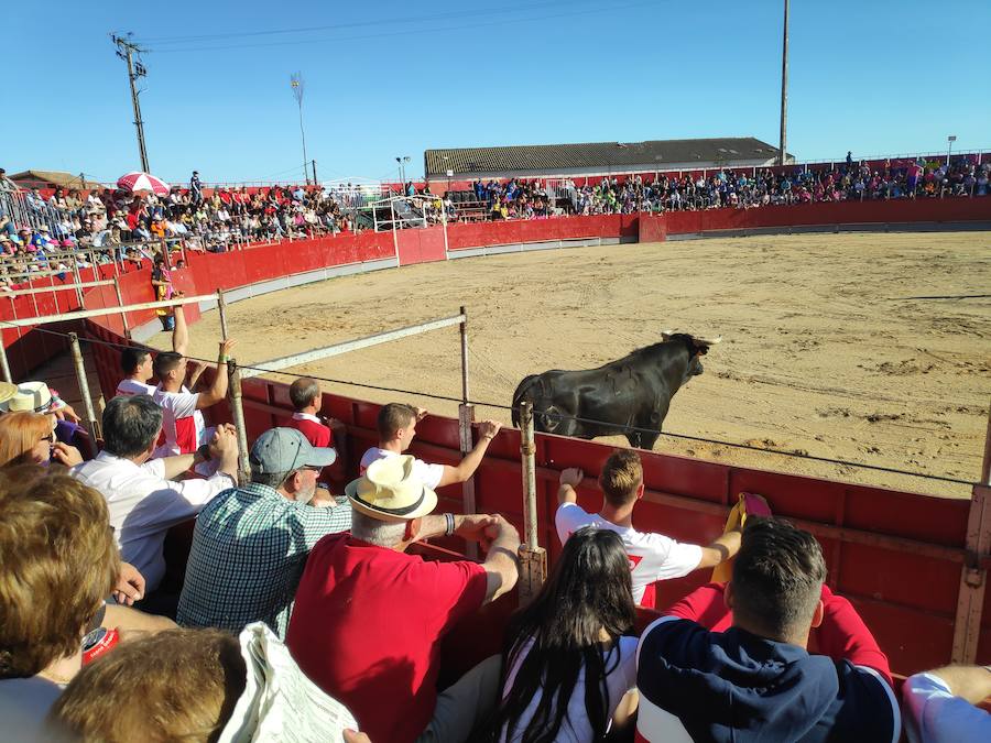 Fotos: Liga de Corte Puro en Valdestillas