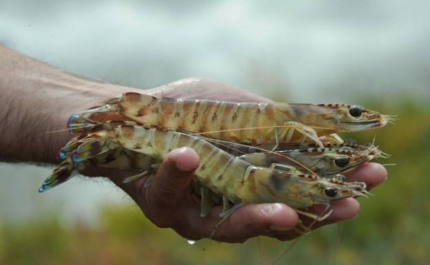 Camarones de río en aguas de Inglaterra.