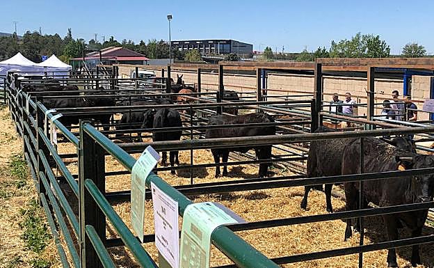 Animales en el recinto ferial de Villacastín.