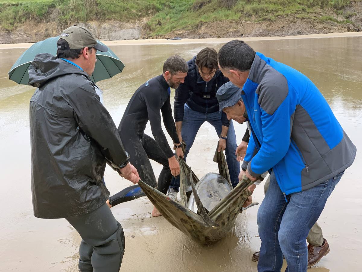 Pese a los esfuerzos de surfistas, voluntarios y agentes del Medio Natural sólo se ha podido devolver al agua con vida a tres de ellos