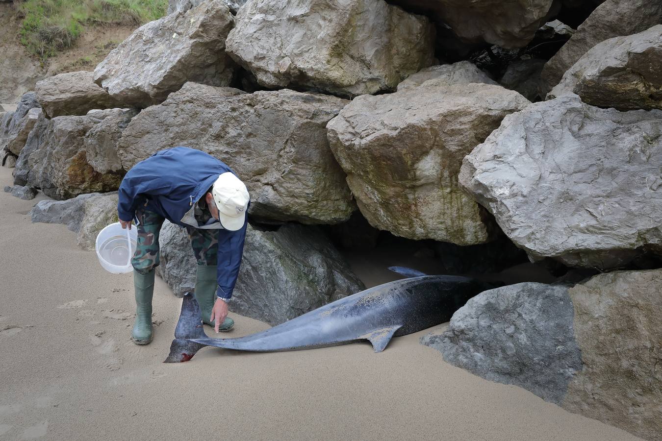 Pese a los esfuerzos de surfistas, voluntarios y agentes del Medio Natural sólo se ha podido devolver al agua con vida a tres de ellos