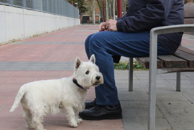 West Higland Terrier, de igual raza que 'Cachas', objeto del pleito por la custodia. 