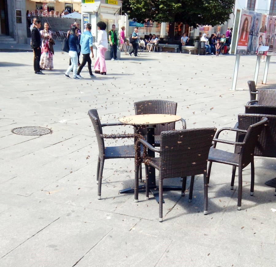 Fotos: Los bomberos retiran un ejambre de abejas posado bajo una mesa de terraza de la avenida del Acueducto.