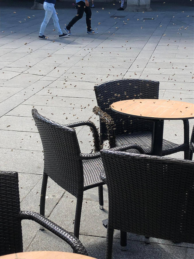 Fotos: Los bomberos retiran un ejambre de abejas posado bajo una mesa de terraza de la avenida del Acueducto.