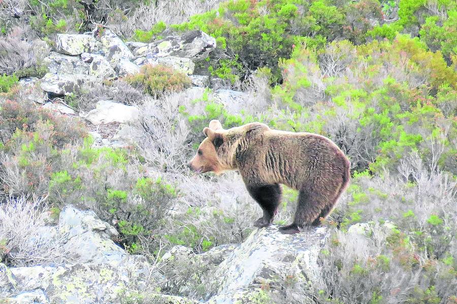 Un oso, sobre una gran piedra en la Montaña Palentina.