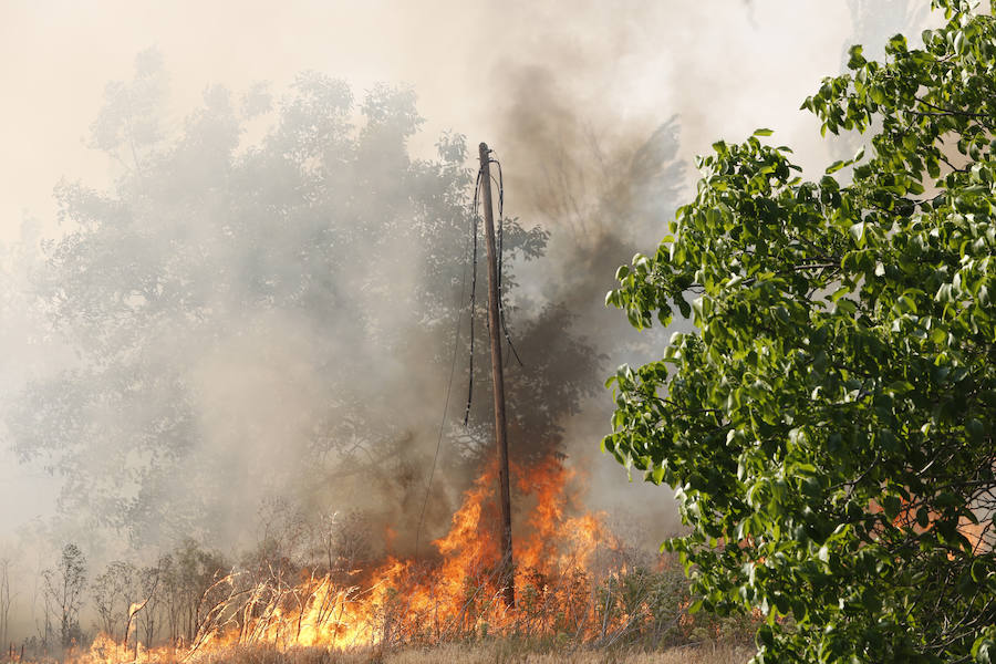 Fotos: Nuevo incendio por pelusas en la darsena del canal