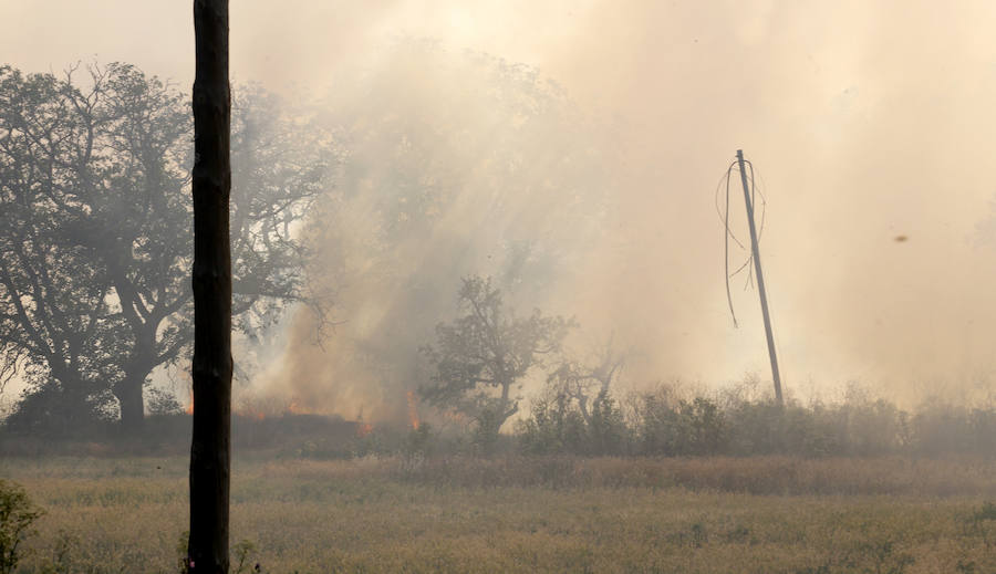 Fotos: Nuevo incendio por pelusas en la darsena del canal