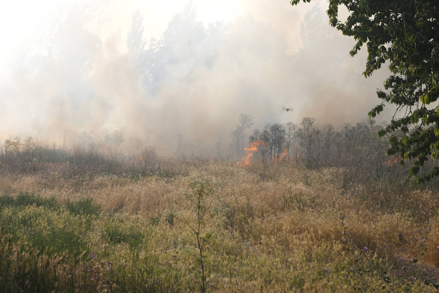 Fotos: Nuevo incendio por pelusas en la darsena del canal
