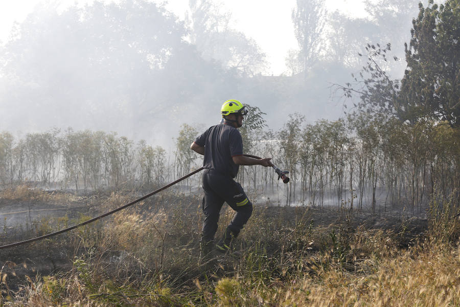 Fotos: Nuevo incendio por pelusas en la darsena del canal