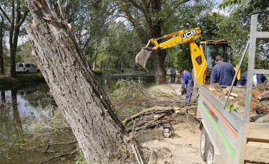 Los operarios retiran el árbol. 