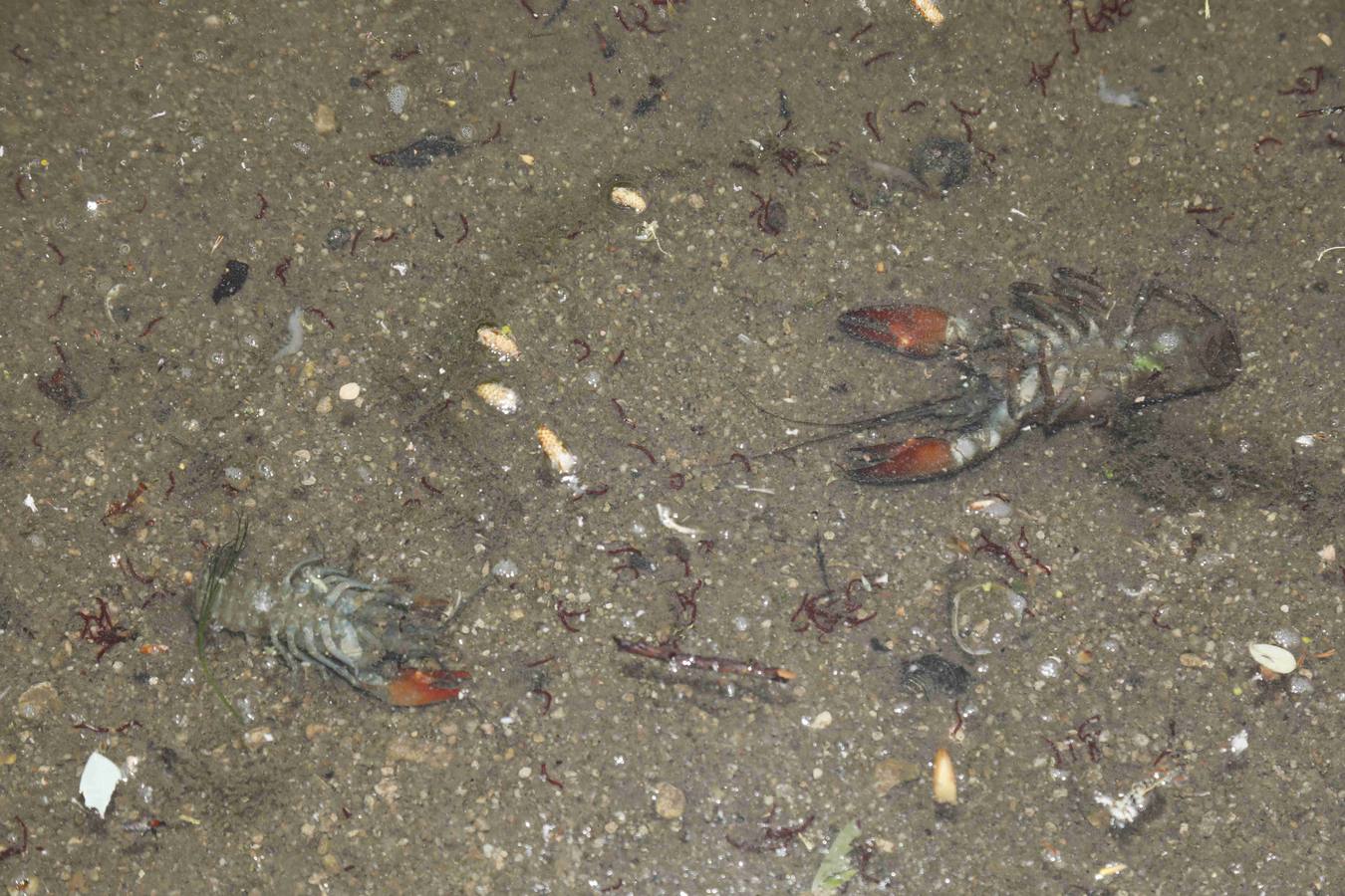 Los efectos del calor de los días pasados podrían estar detrás de la alta mortandad