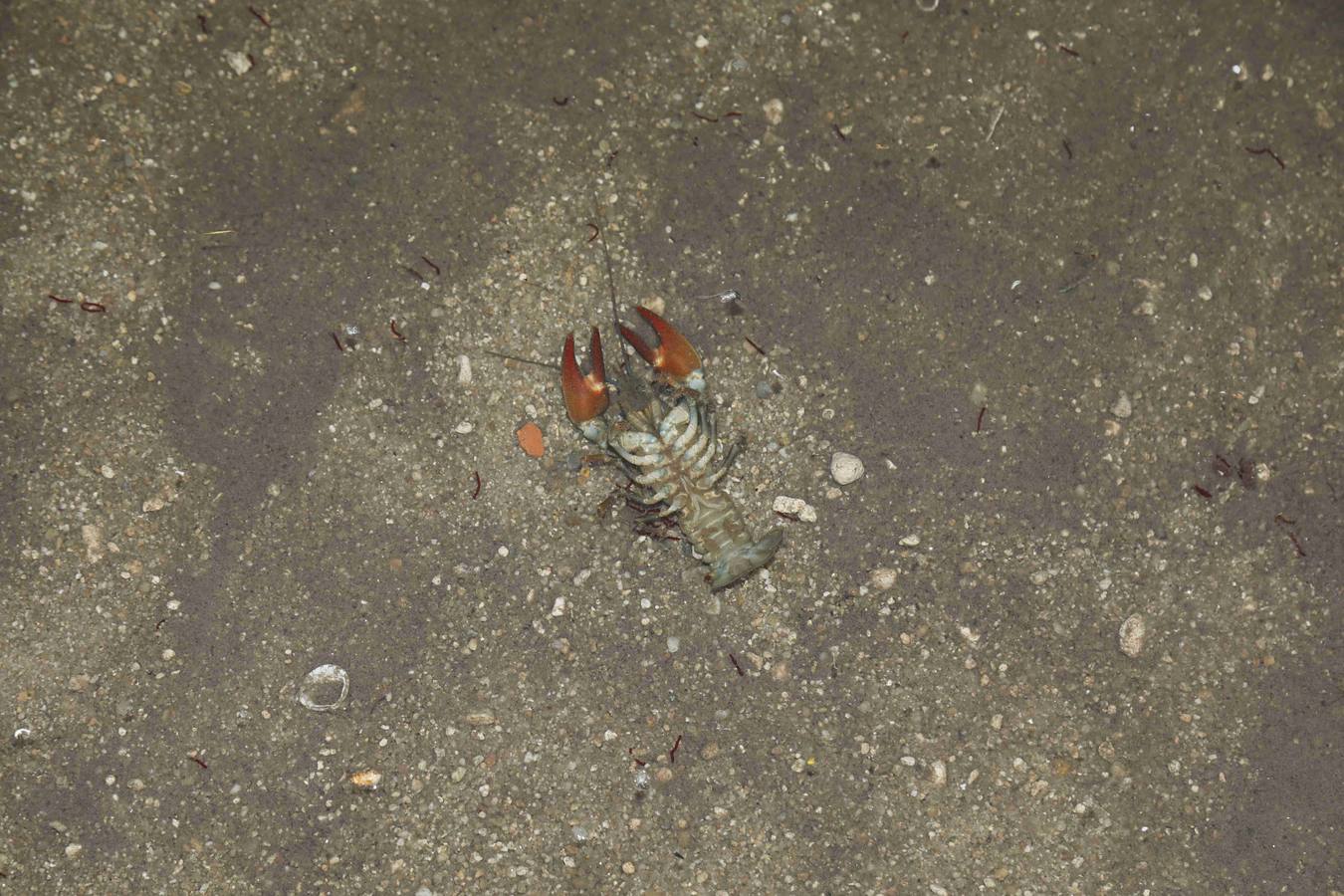 Los efectos del calor de los días pasados podrían estar detrás de la alta mortandad