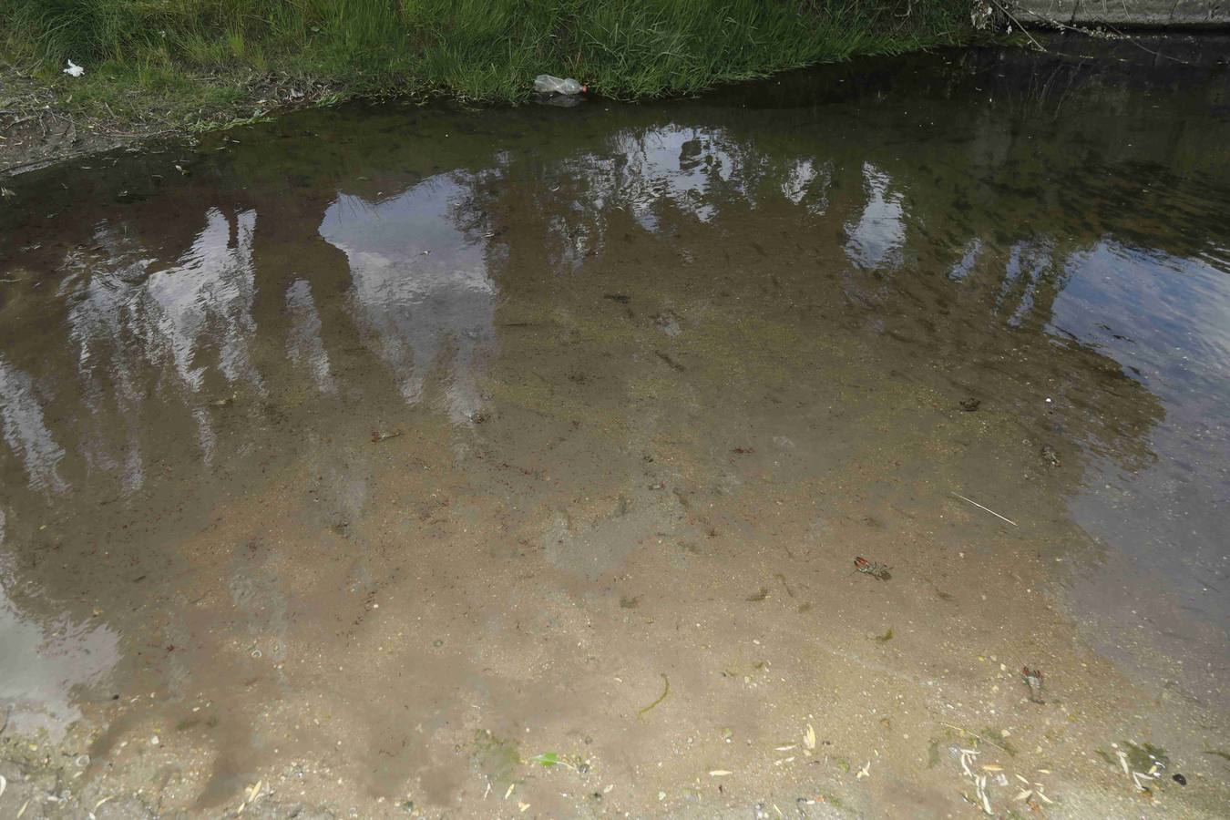 Los efectos del calor de los días pasados podrían estar detrás de la alta mortandad