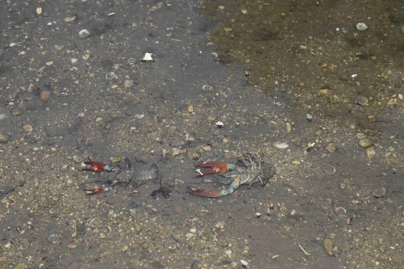 Los efectos del calor de los días pasados podrían estar detrás de la alta mortandad