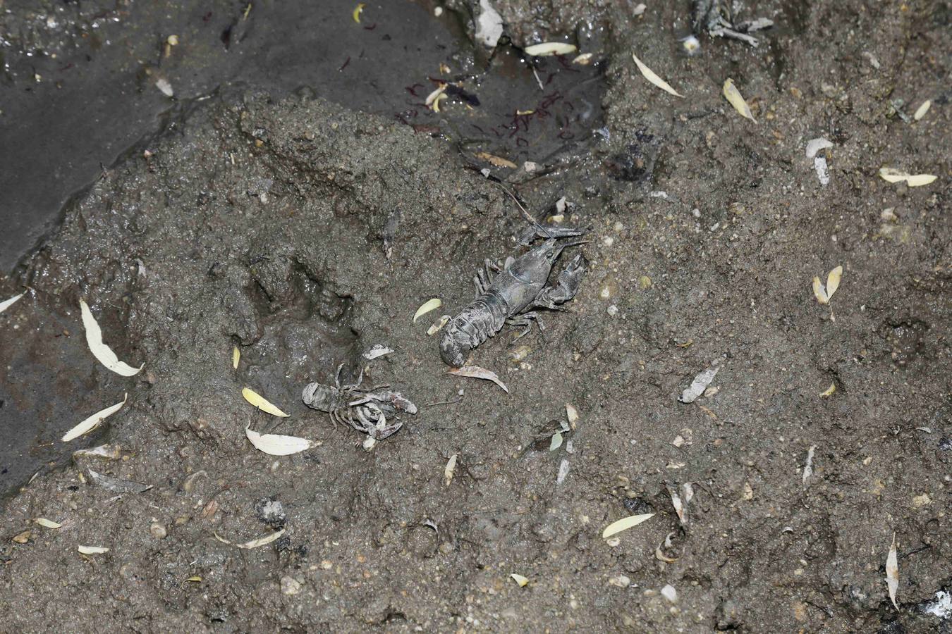 Los efectos del calor de los días pasados podrían estar detrás de la alta mortandad