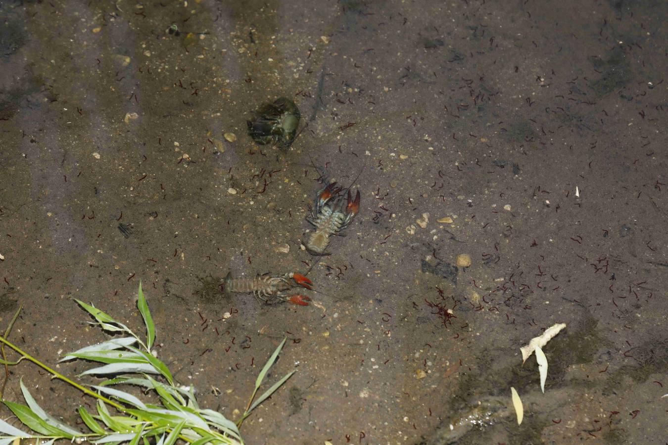Los efectos del calor de los días pasados podrían estar detrás de la alta mortandad