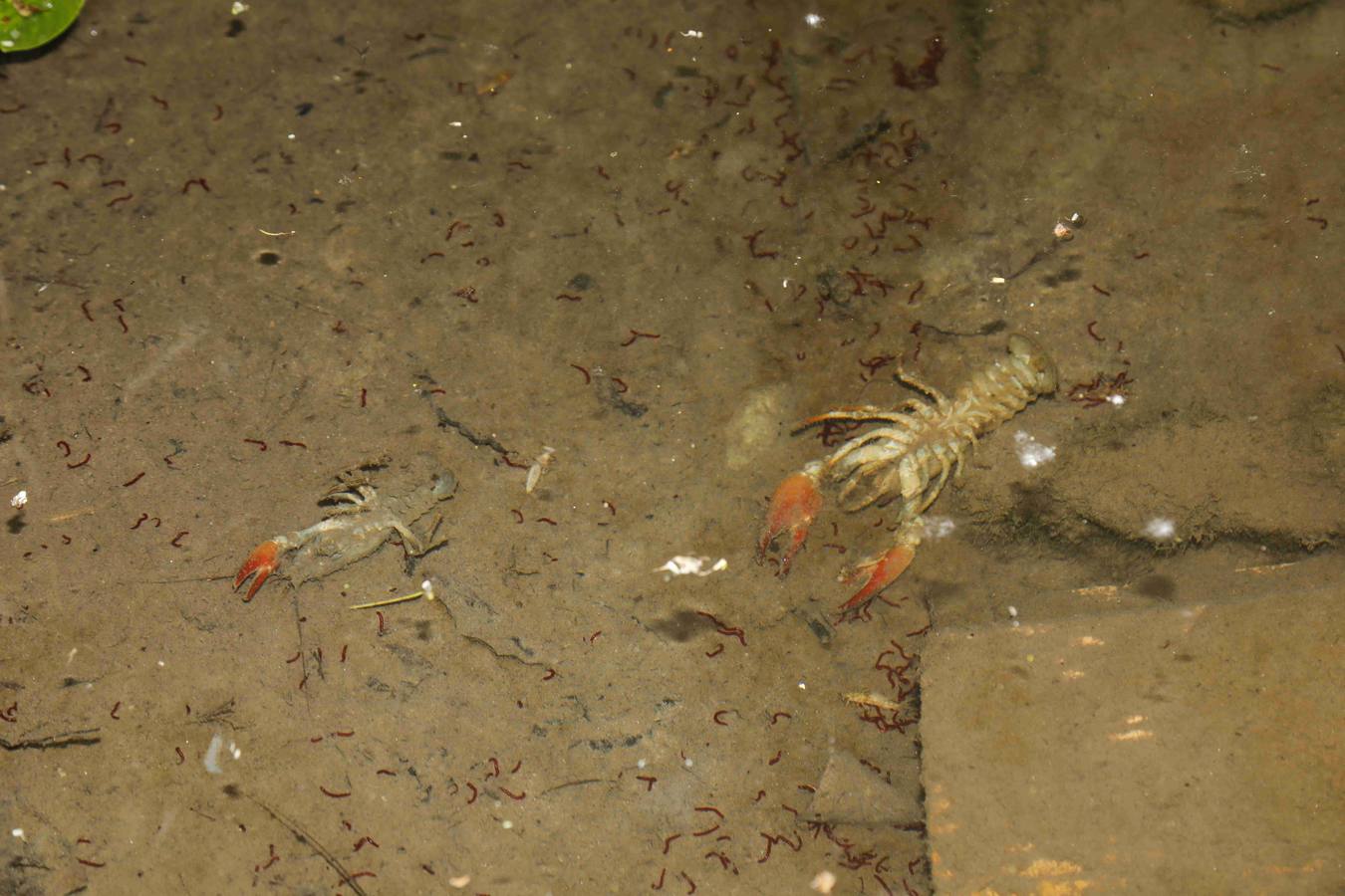 Los efectos del calor de los días pasados podrían estar detrás de la alta mortandad