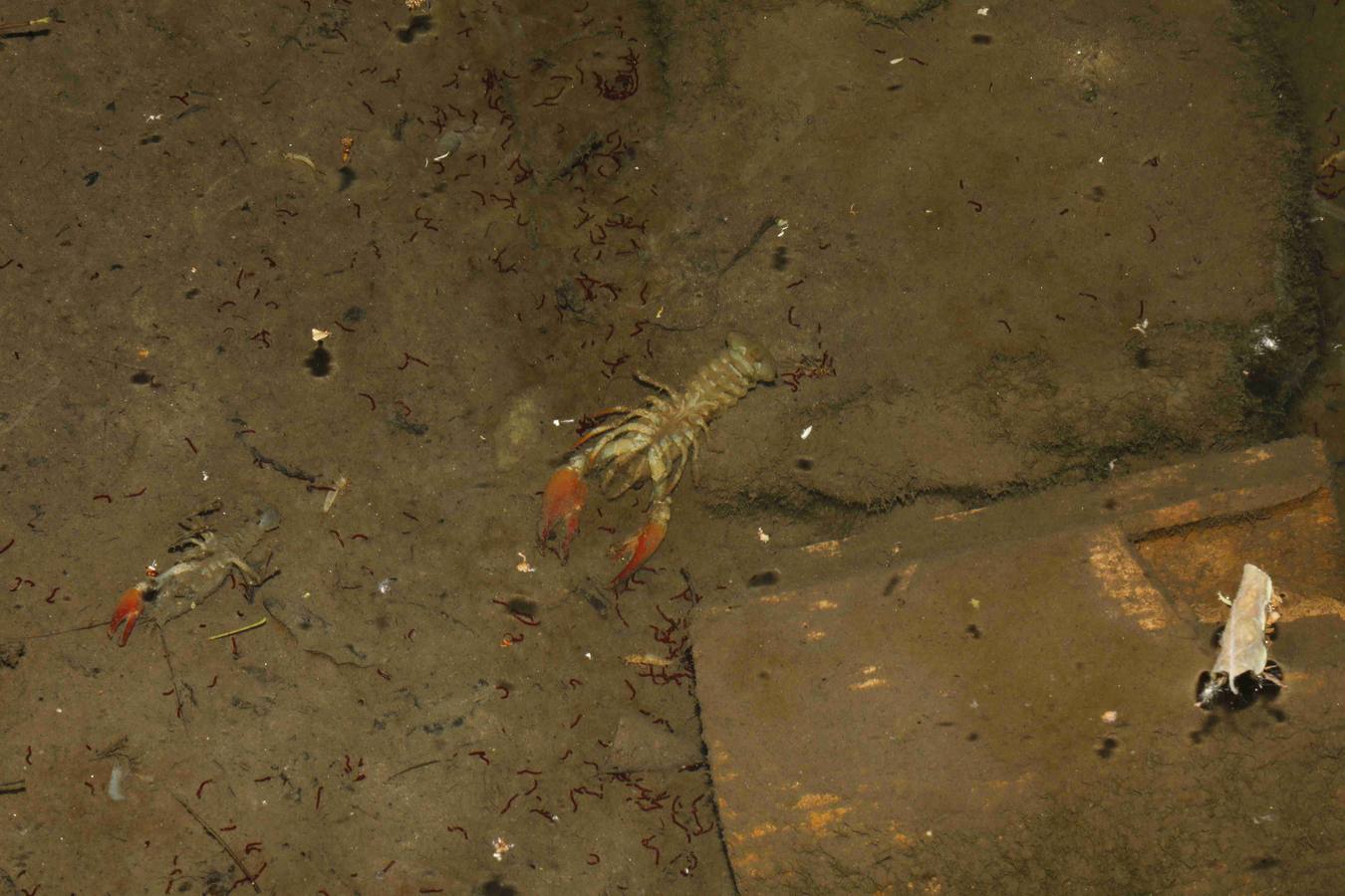 Los efectos del calor de los días pasados podrían estar detrás de la alta mortandad